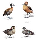 Rowland Ward Duck print set